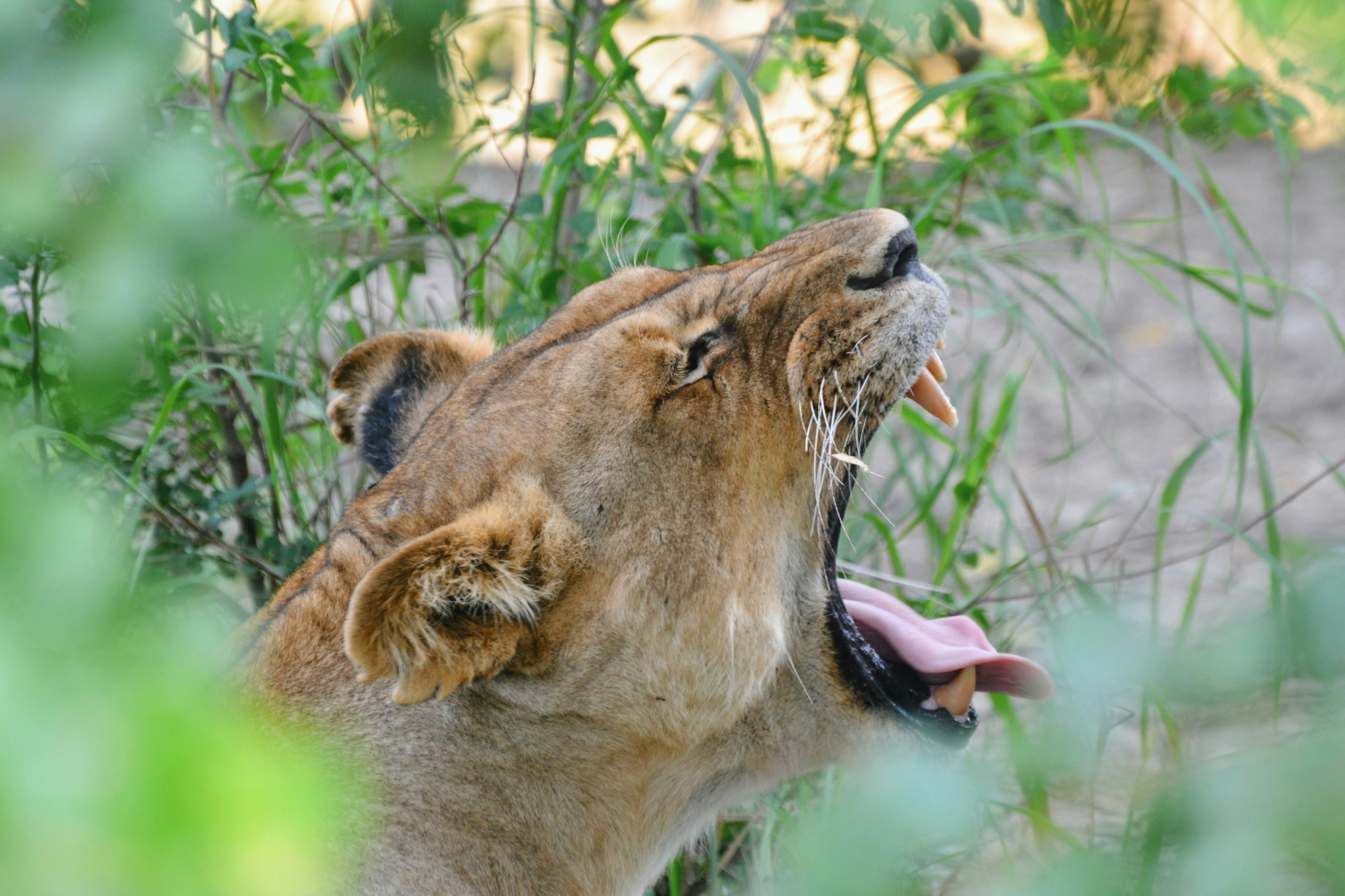 Mikumi National Park