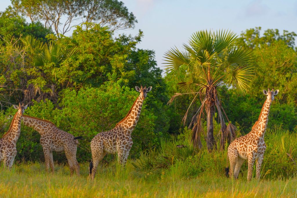 Giraffes in Safari park in Tanzania