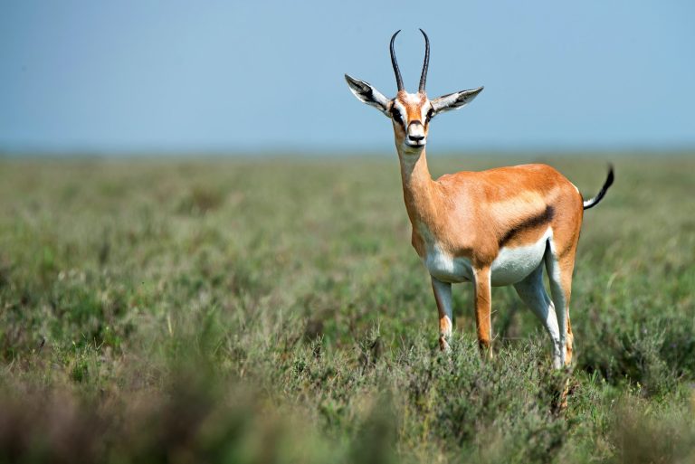 Wild Thompson's gazelle or Eudorcas thomsonii in savannah