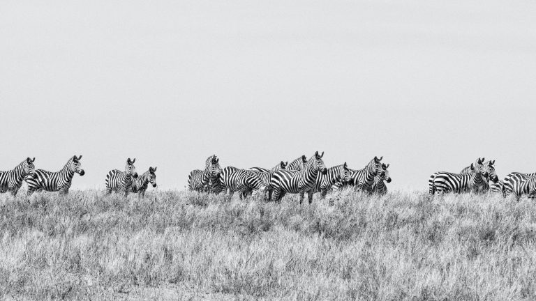 Zebras in Serengeti