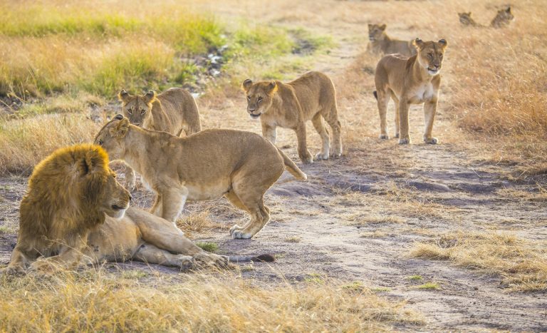 A family of lions and their great boss in the Masai Mara. Kenya