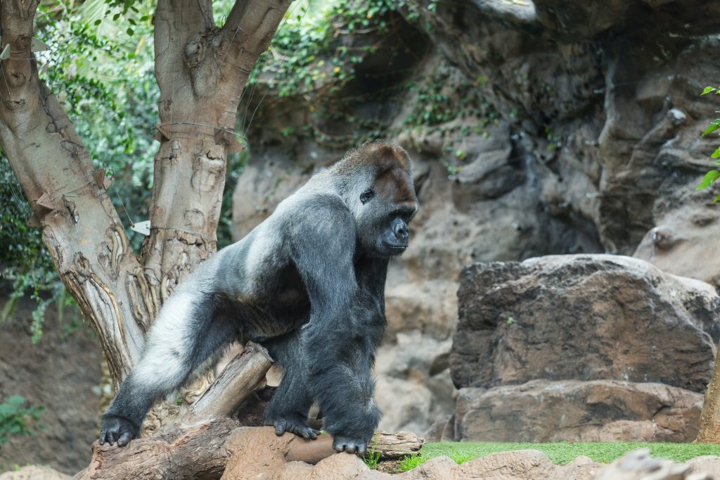 Animals, wildlife and zoo concept - gorilla monkey , silverback gorilla in nature