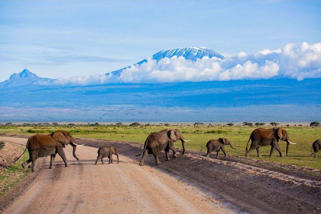 Kenya’s Wildlife Diversity 8 Days