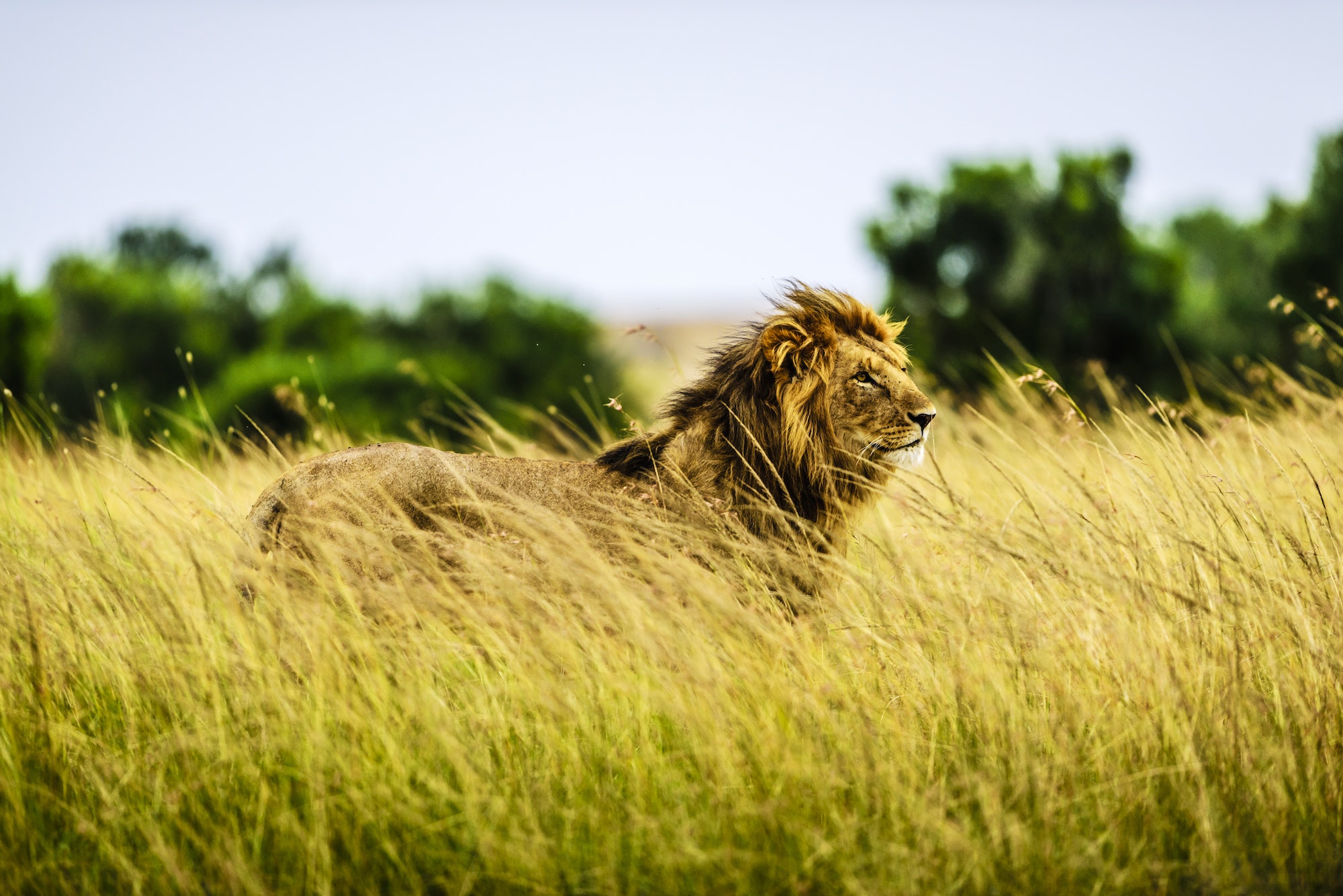 Lion standing in tall grass