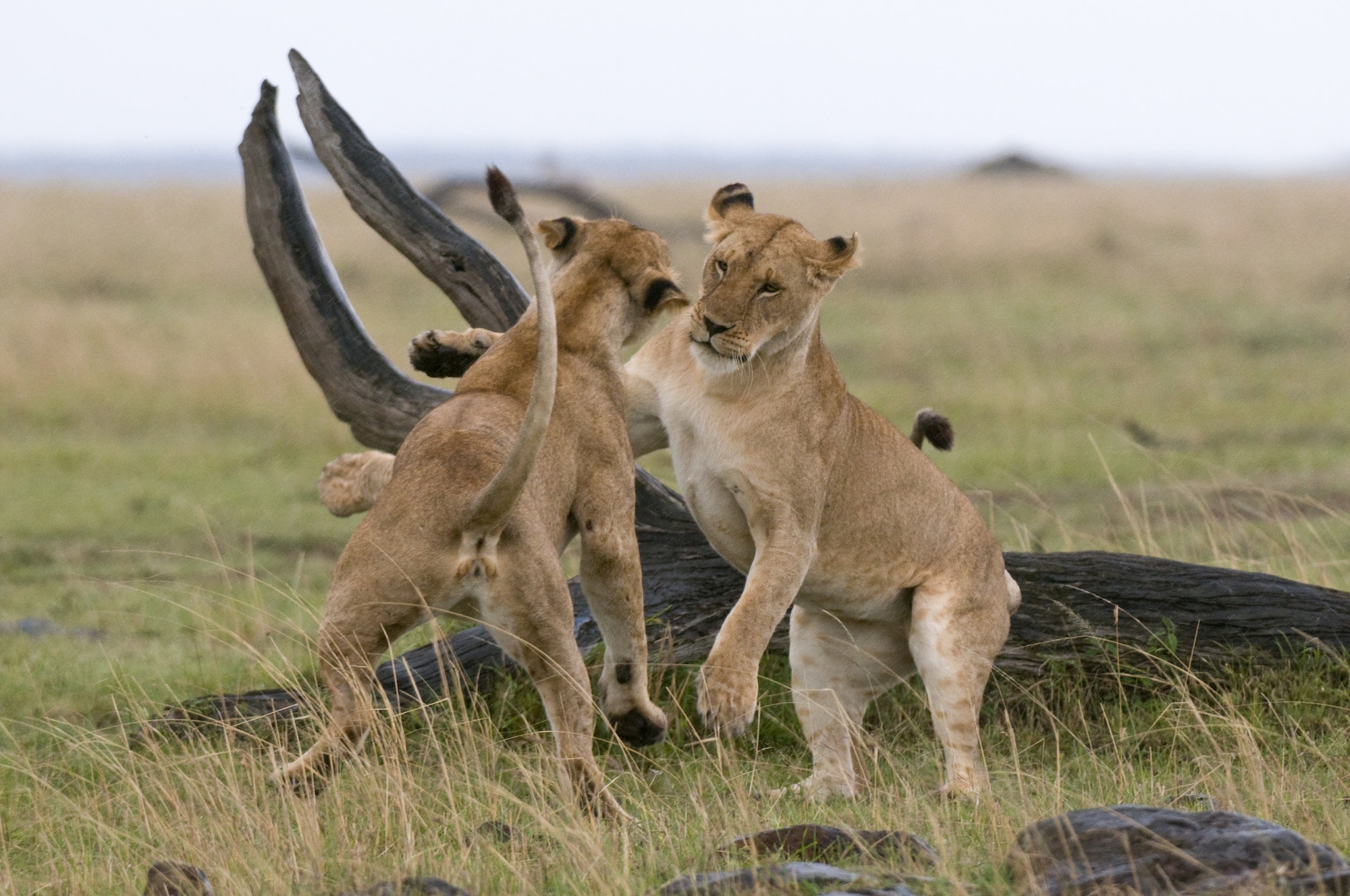 Lionesses playing (Panthera leo), Masai Mara National Reserve, Kenya