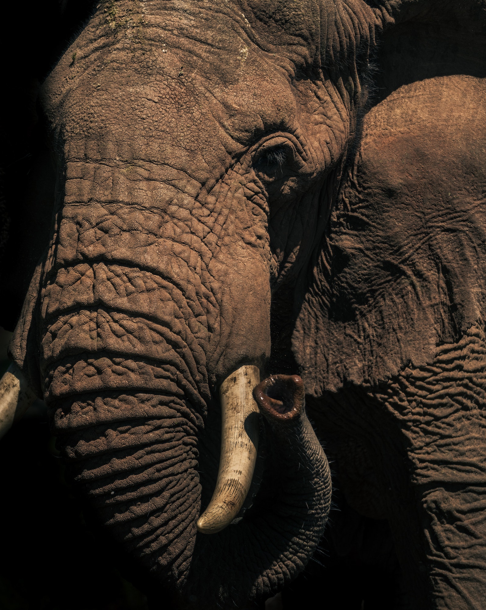 Portrait of an African Elephant (Loxodonta africana) on an African wildlife safari vacation in Aberd