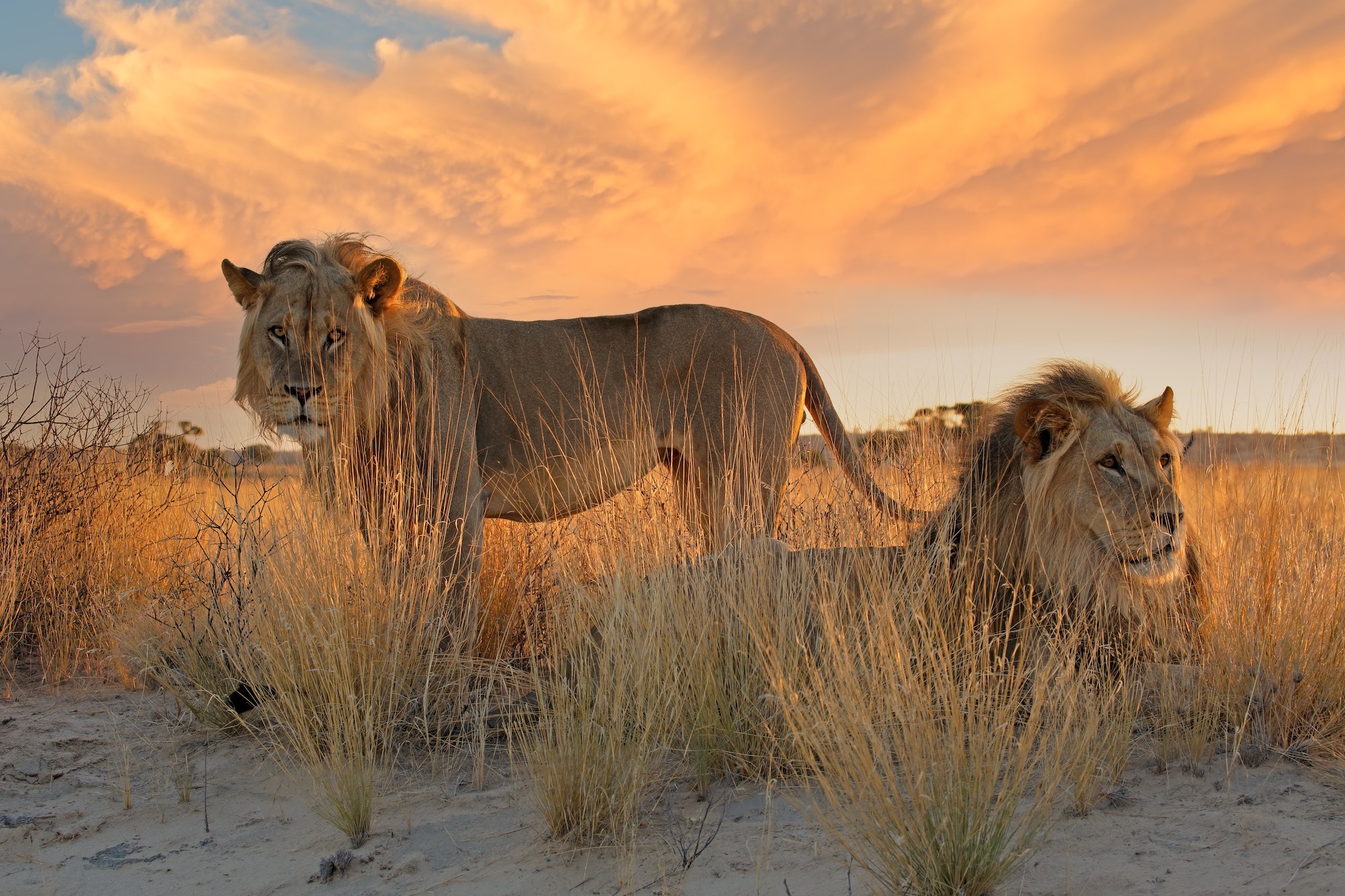 Two big male African lion (Panthera leo) in early morning light, Kalahari desert, South Africa