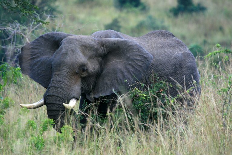 African Elephant, Uganda, Africa