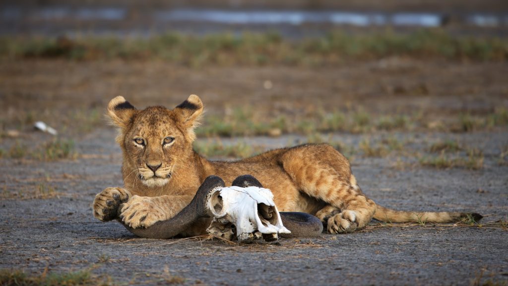 Lion lying next to the horns of prey in Savanna in Uganda