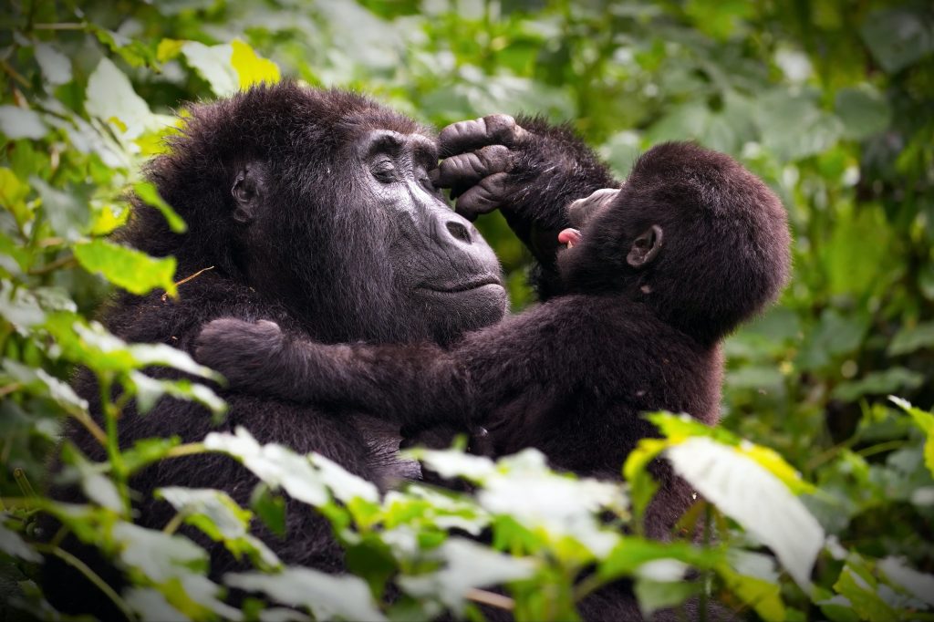 Mother gorrilla playing with her baby in a forest in Uganda